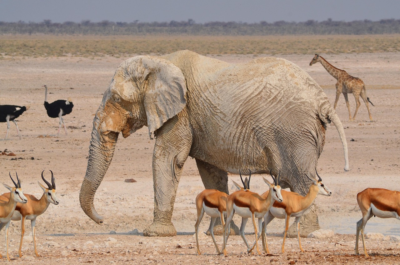 Etosha National Park Wildlife